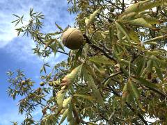 (Red Buckeye)