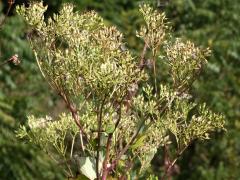 (Pale Indian Plantain)