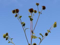 (Garden Sunflower) panicle