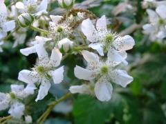 (Common Blackberry)