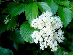 (Arrowwood Viburnum)