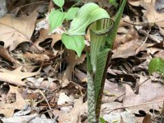 (Jack-in-the-Pulpit)