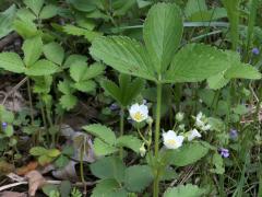 (Wild Strawberry)