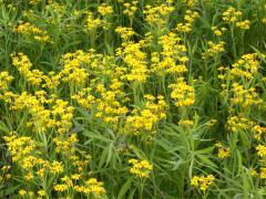 (Balsam Ragwort)