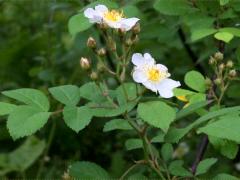 (Multiflora Rose)