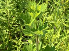 (Pale Indian Plantain)