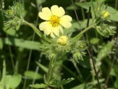 (Sulfur Cinquefoil)