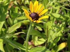 (Black-eyed Susan)