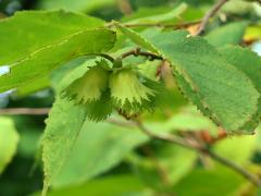 (American Hazelnut) fruit