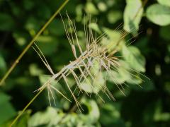 (Bottlebrush Grass) fruit