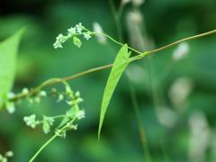 (Wild Buckwheat)