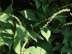 (Virginia Knotweed)