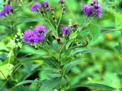 (Smooth Ironweed)