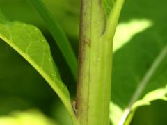 (Smooth Ironweed) stem