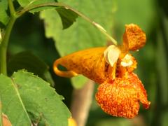 (Orange Jewelweed)