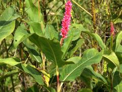 (Water Knotweed) emersa