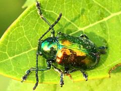 Dogbane Beetle on Hemp Dogbane