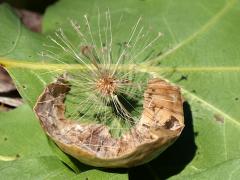 Larger Empty Oak Apple Wasp empty gall on Red Oak