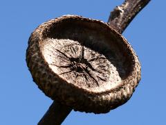 (Red Oak) acorn cap