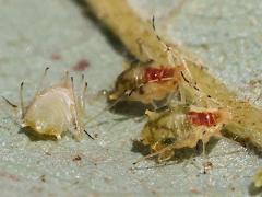 Neosymydobius Aphid underside on Bur Oak