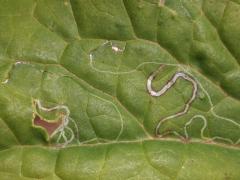 (Pale Indian Plantain) Indian Plantain Leafminer Moth upperside mine on Pale Indian Plantain