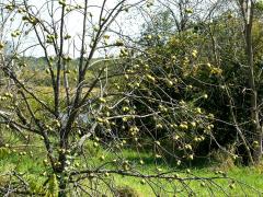 (Black Walnut) fruit