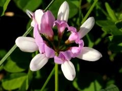 (Crown Vetch) flower