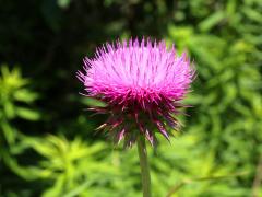 (Nodding Thistle)