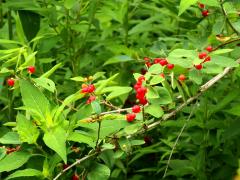 (Honeysuckle) red fruit