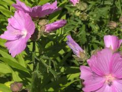 (Hollyhock Mallow)