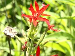 (Royal Catchfly)