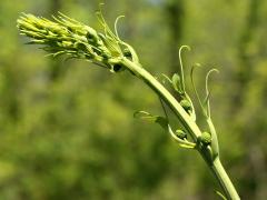 (Common Carrion Flower)