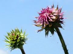 (Nodding Thistle) buds