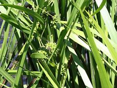 (Giant Bur-Reed) fruit