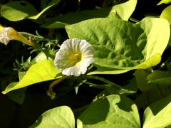 (Petunia) flower