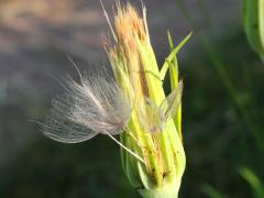 (Western Goat's Beard) bud