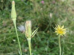 (Western Goat's Beard) inflorescence