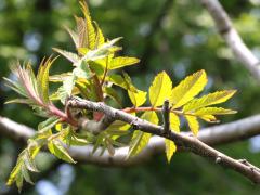 (Staghorn Sumac) branch