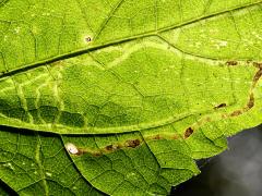 (White Snakeroot) White Snakeroot Leafminer Fly backlit mine on White Snakeroot