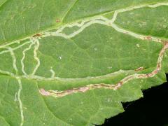 (White Snakeroot) White Snakeroot Leafminer Fly upperside mine on White Snakeroot