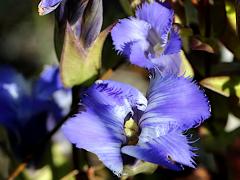 (Greater Fringed Gentian) blossom