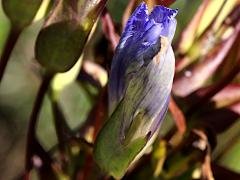 (Greater Fringed Gentian) bud