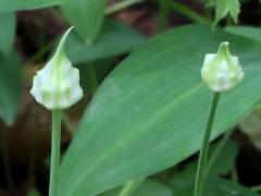 (Wild Garlic) buds