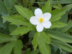 (Canada Anemone)