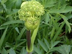 (Purplestem Angelica)