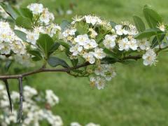 (Cockspur Hawthorn)