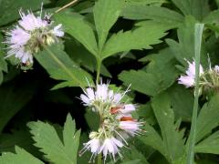 (Virginia Waterleaf)