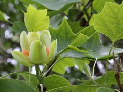 (Tulip Tree) flower