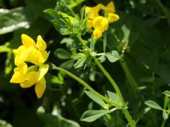 (Bird's-foot Trefoil)