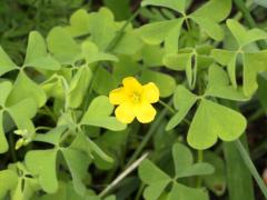 (Tall Wood Sorrel)